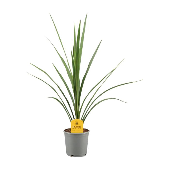 cordyline-peko-13x60