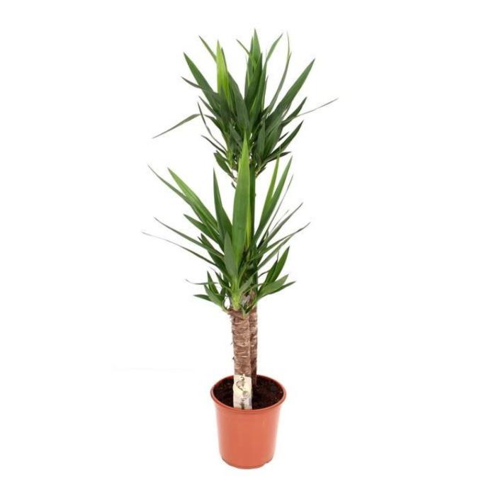 yucca-essential-90-45