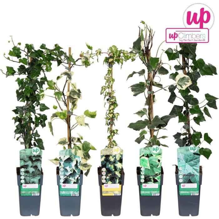hedera-mix-mix-tray-15x65cm