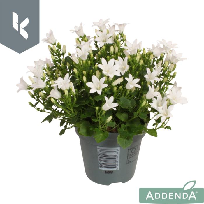 campanula-ambella-white
