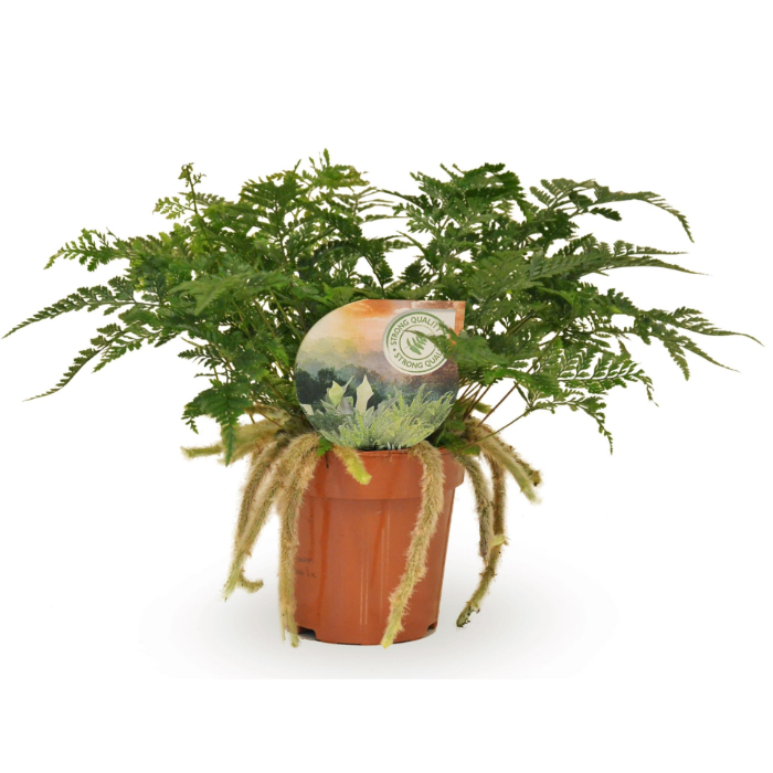 humata-tyermannii-12cm