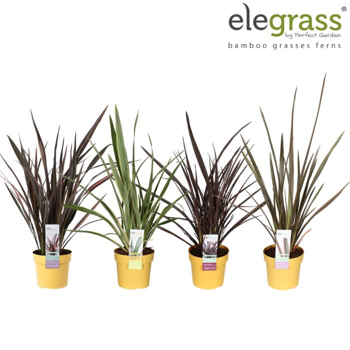 phormium-tenax-mix-phormium-mix-shelf-p19-19x65cm