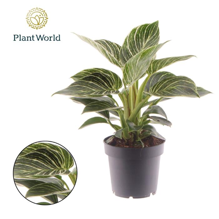 philodendron-birkin-decorum