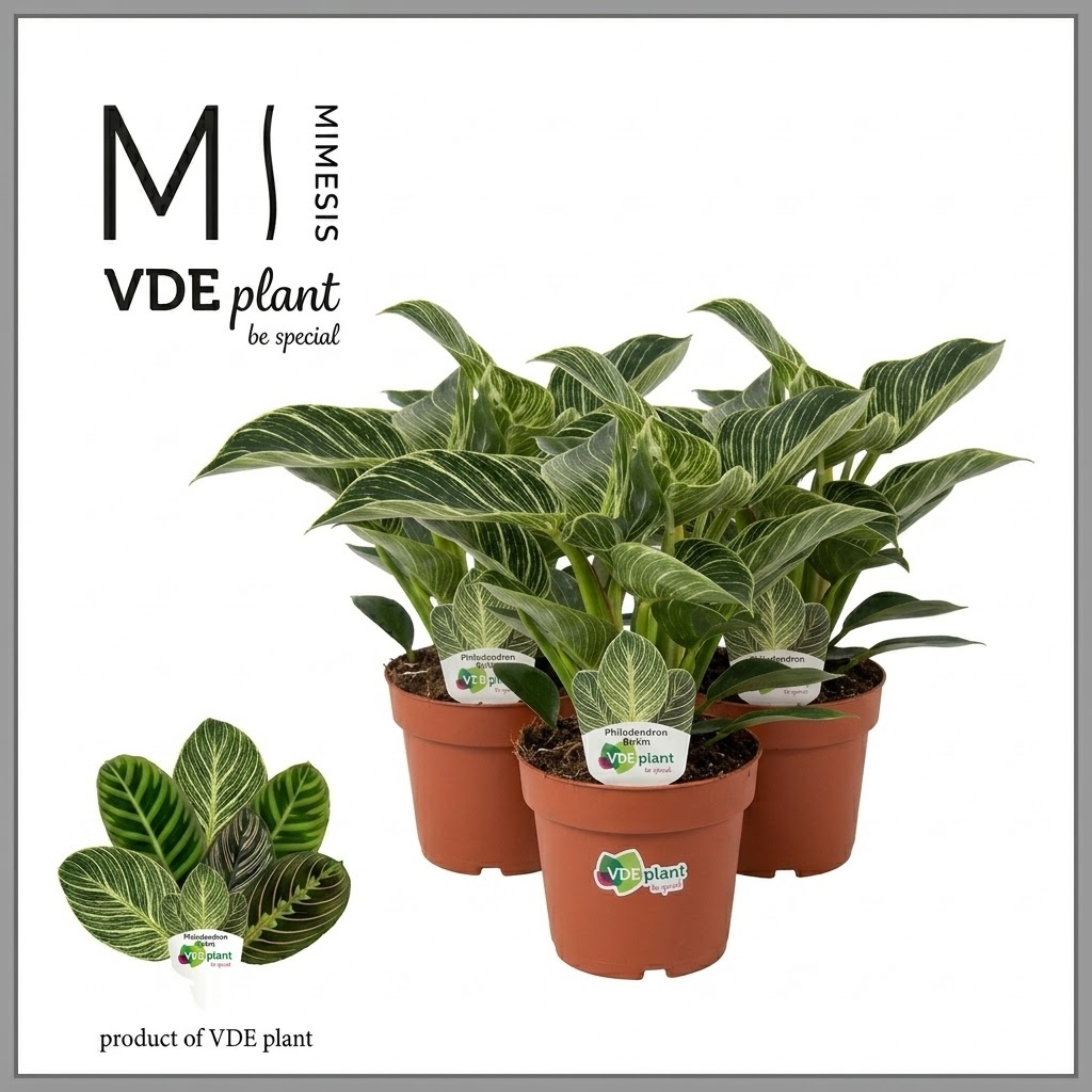 philodendron-birkin-white-wave