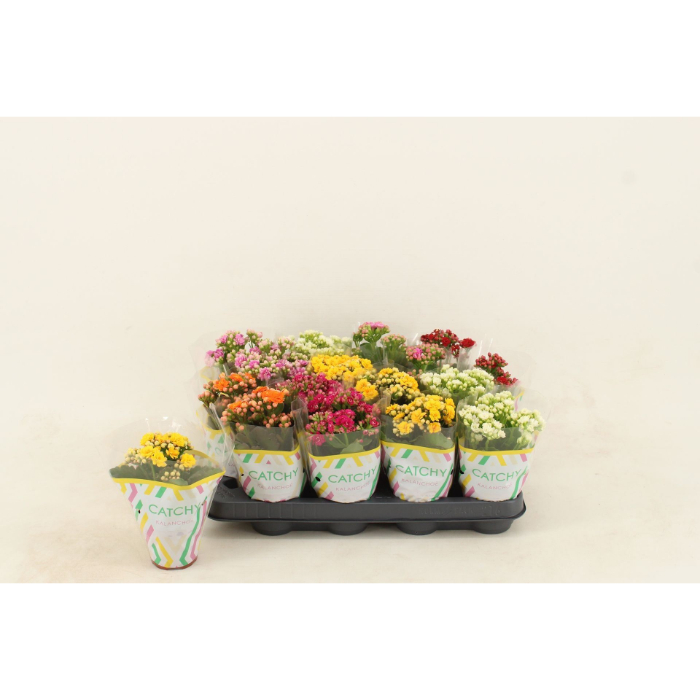 kalanchoe-double-mix