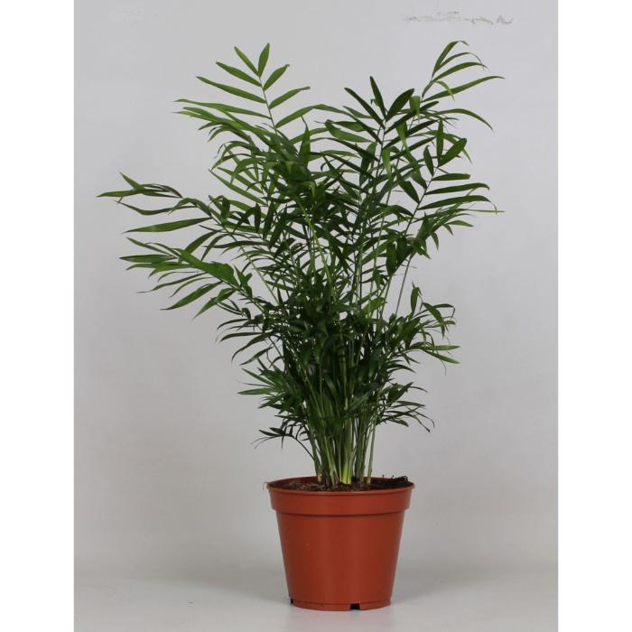 chamaedorea-elegans-17x55cm