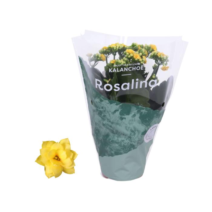 kalanchoe-rosalina-don-amarillo
