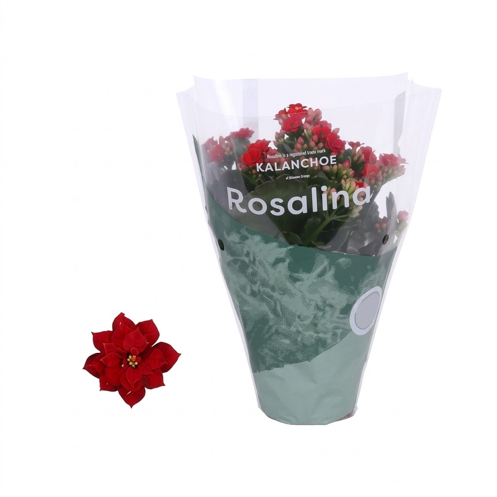 kalanchoe-rosalina-don-justino