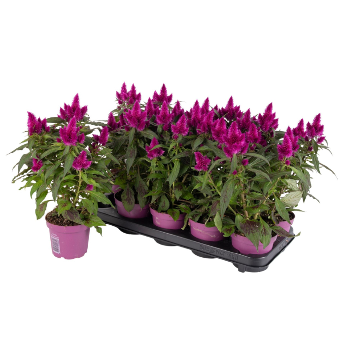 celosia-deep-purple-without-lable