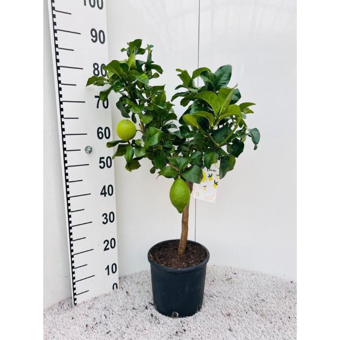 citrofortunella-limone-lemon-on-stem