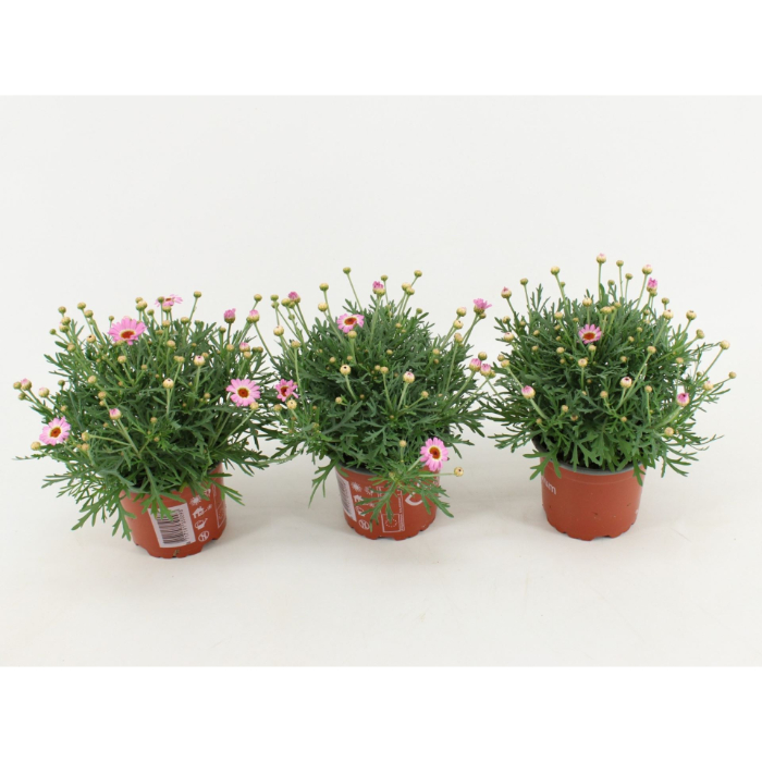 argyranthemum-la-rita-pink