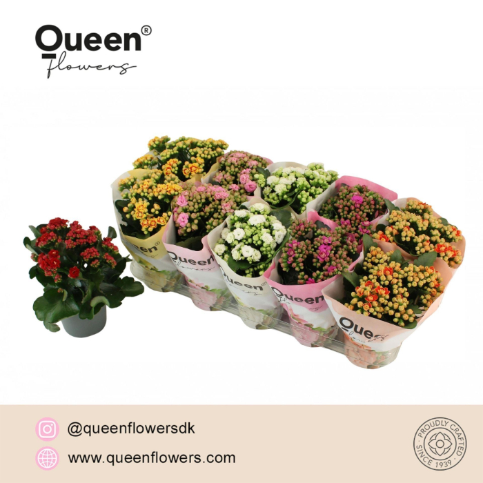 kalanchoe-grandiva-queen-mix-12cm