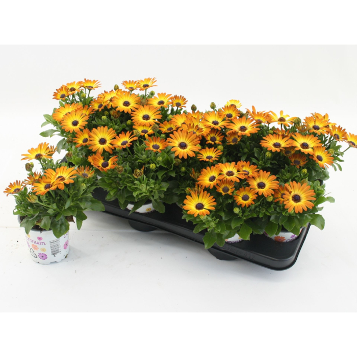 osteospermum-flowerpower-orange-bro-osteospermum-orange