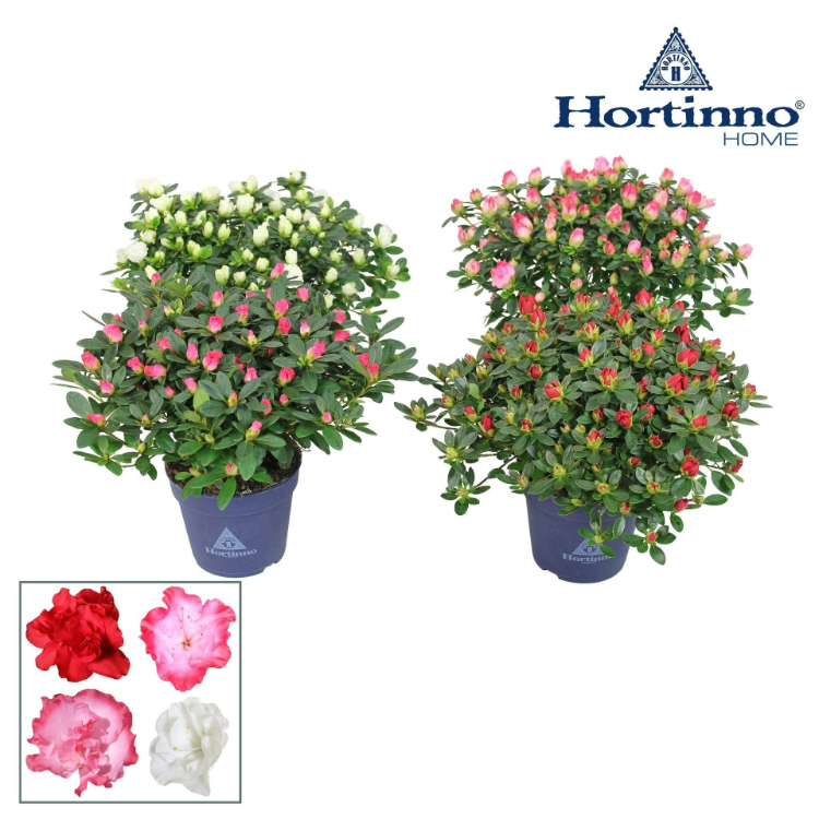 azalea-mix-25-27cm-head