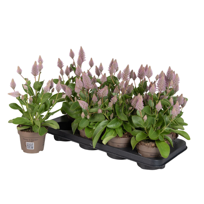 ptilotus-joey-min-3lg-with-steeketiket