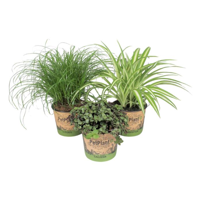 indoor-plants-mix-pet-plants-mix-3srt