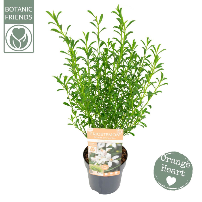 eriostemon-myoporoides-mix-15cm