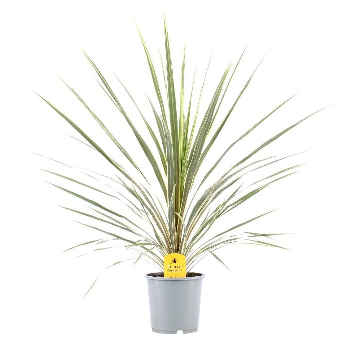 cordyline-australis-variegata-17x80