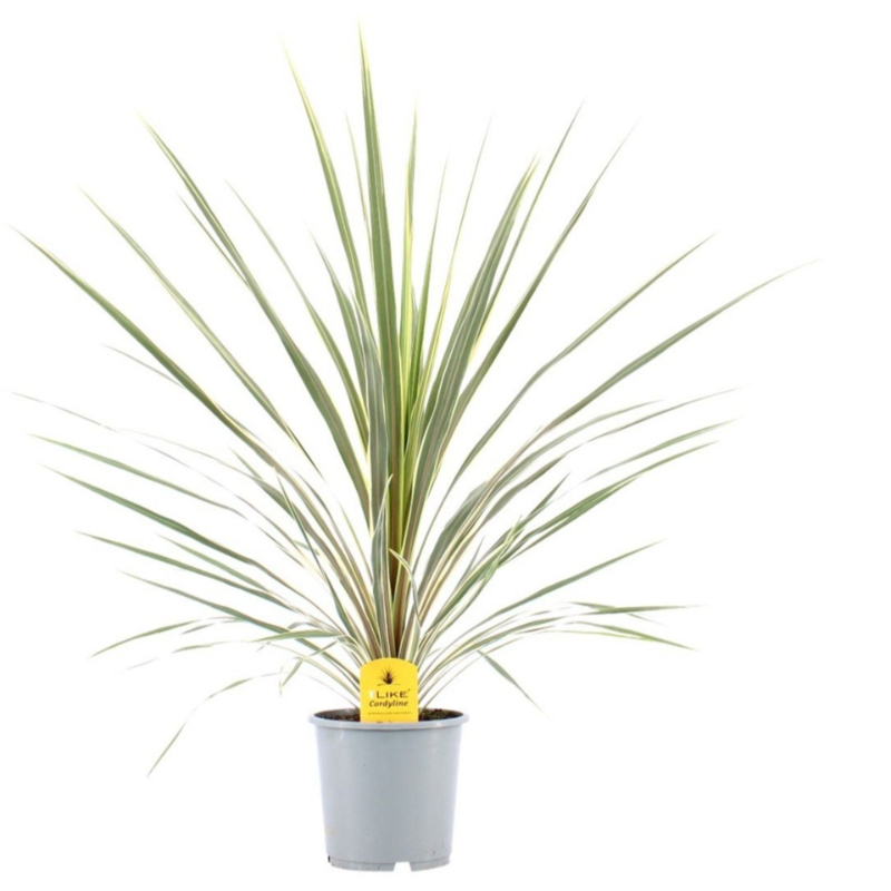 cordyline-australis-variegata