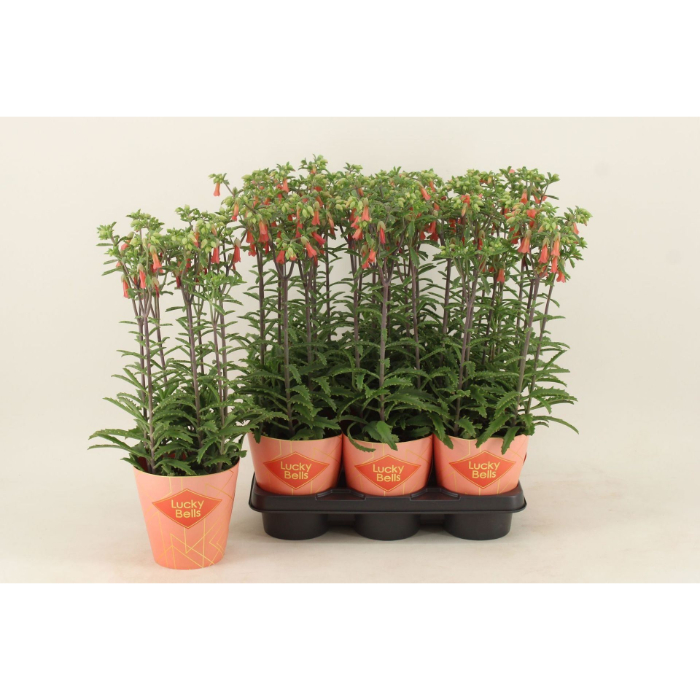 kalanchoe-lucky-bells