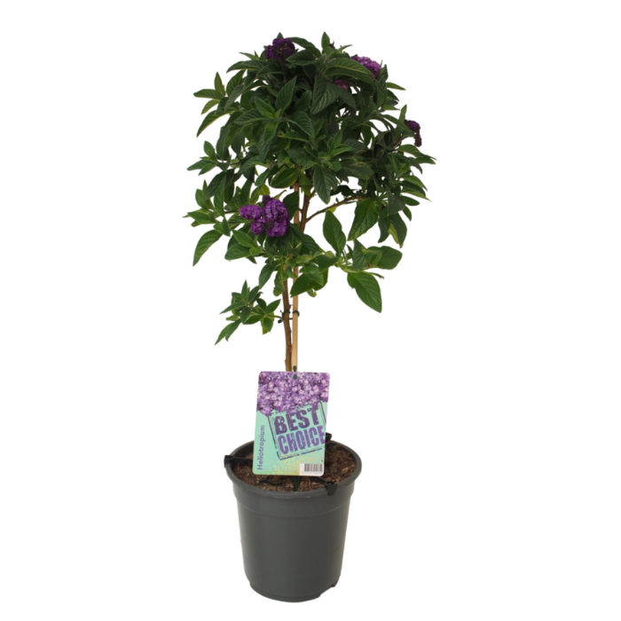 heliotropium-on-stem