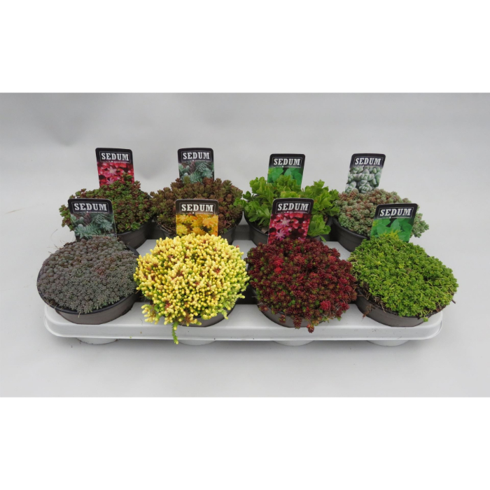 sedum-mix-14cm