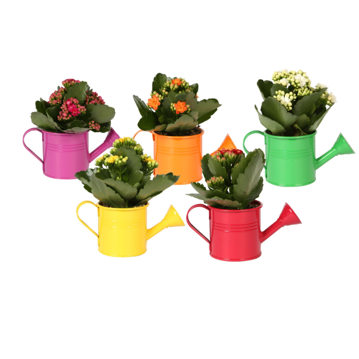 flaming-katy-in-watering-can-kalanchoe-