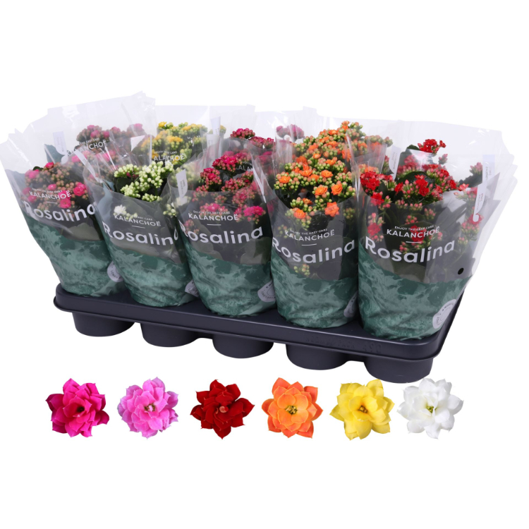 flaming-katy-15cm-pot-kalanchoe-