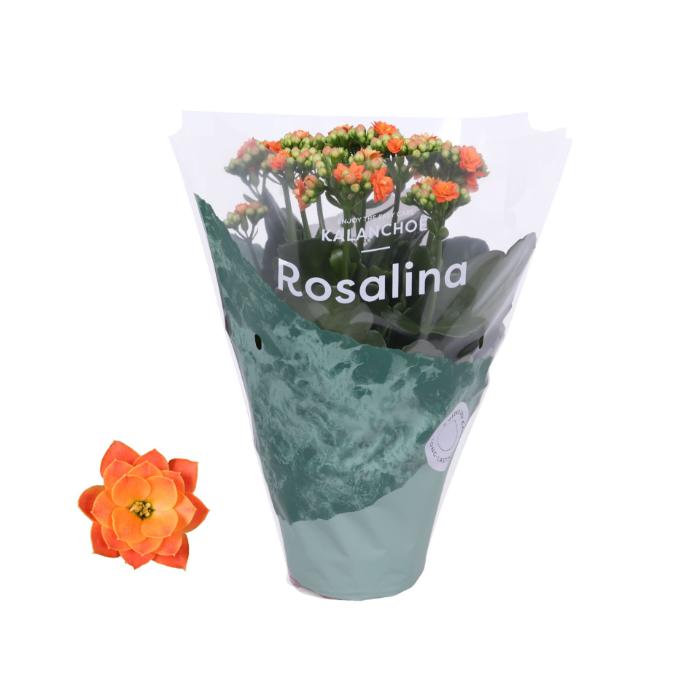 kalanchoe-rosalina-don-pedro