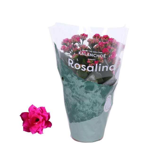 kalanchoe-rosalina-don-victorio