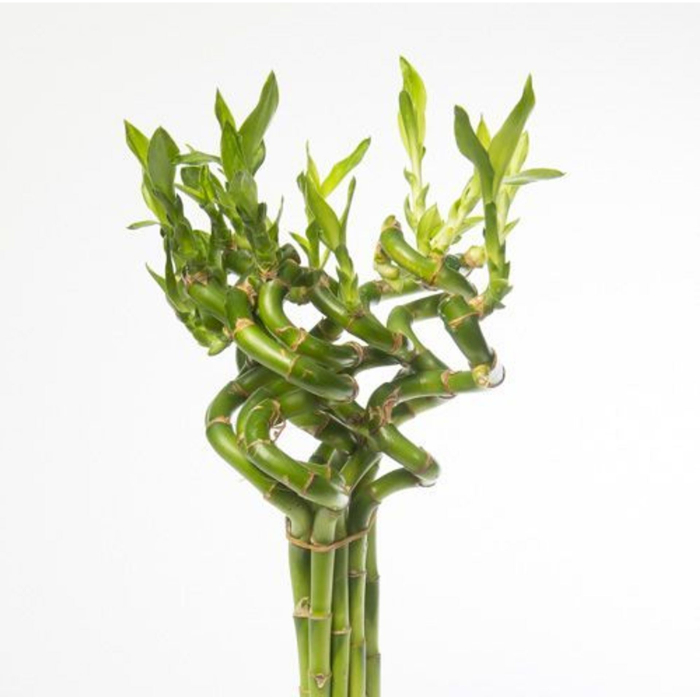 dracaena-lucky-bamboo-stem-spiral-30cm
