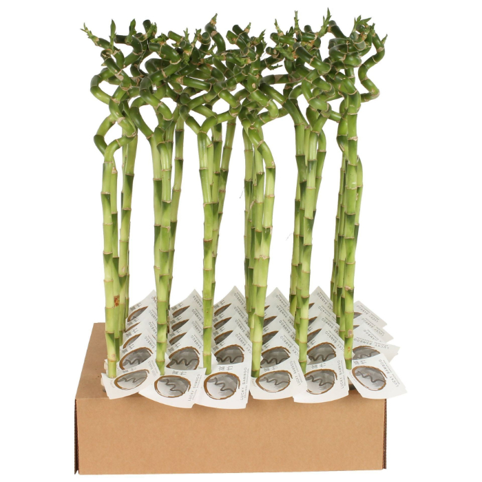 dracaena-lucky-bamboo-stem-spiral-60cm