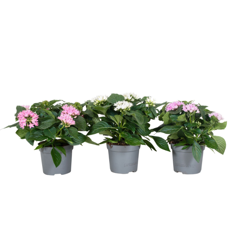 pentas-starcluster-mix-23-colors-mix