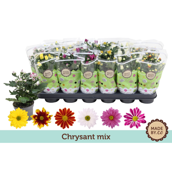 chrysanthemum-classic-mix-9cm-pot