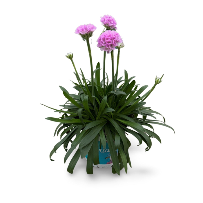 armeria-pseudarmeria-sweet-dream