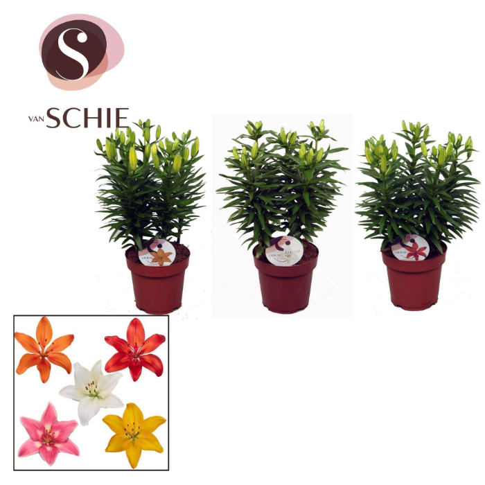 lilium-az-mix-5pp
