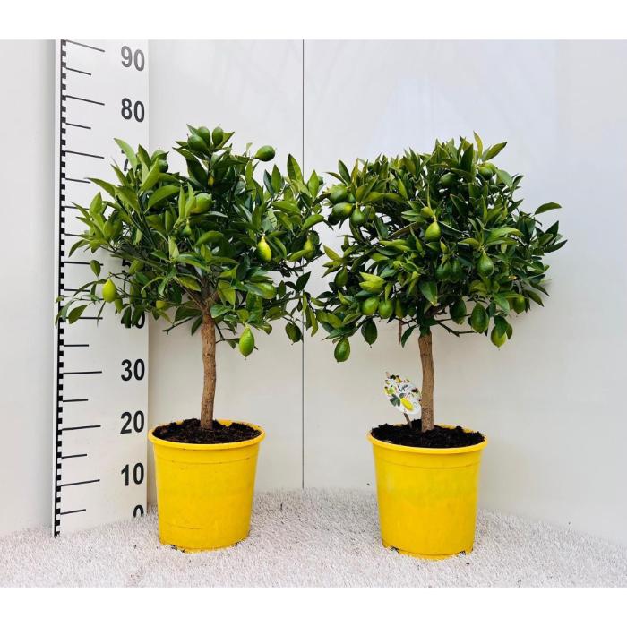 citrofortunella-floridana-on-stem