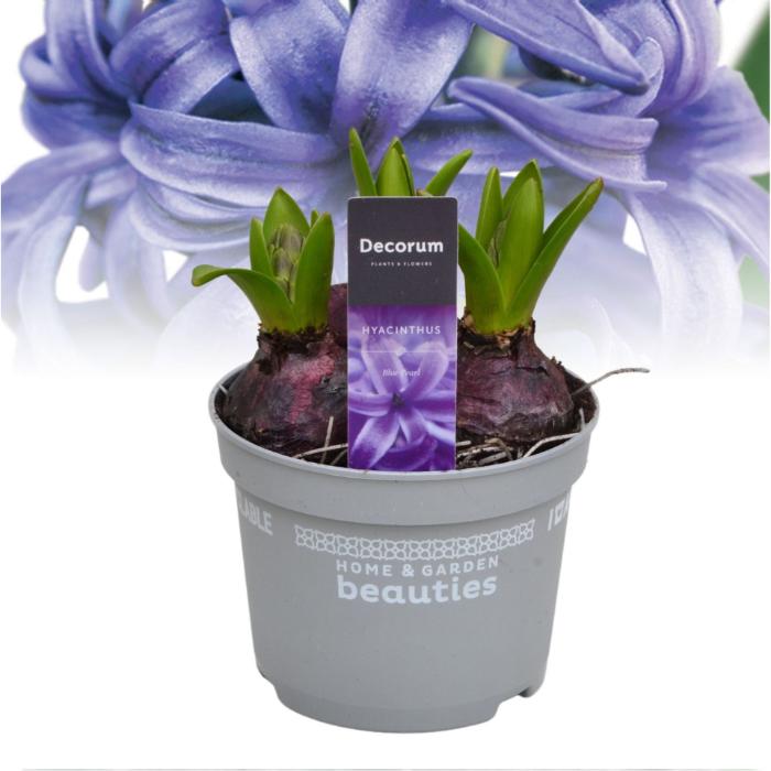 hyacinthus-blue-pearl