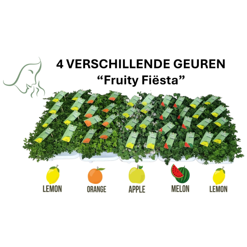 pelargonium-freshfruity-mixlaag-mixlaag