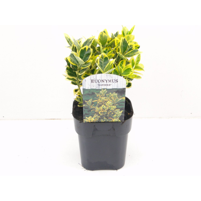 euonymus-jap-marieke