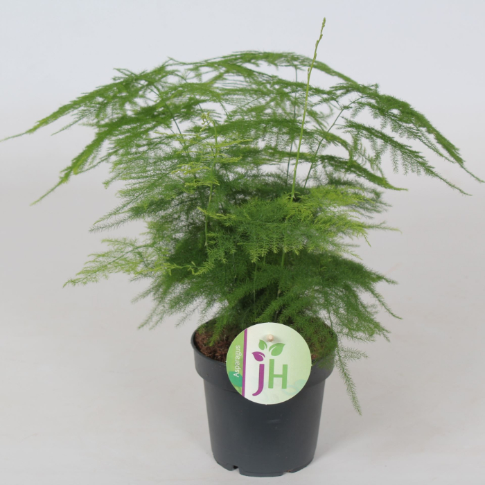 asparagus-setaceus