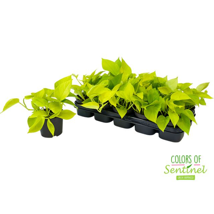 scindapsus-golden-pothos-12cm