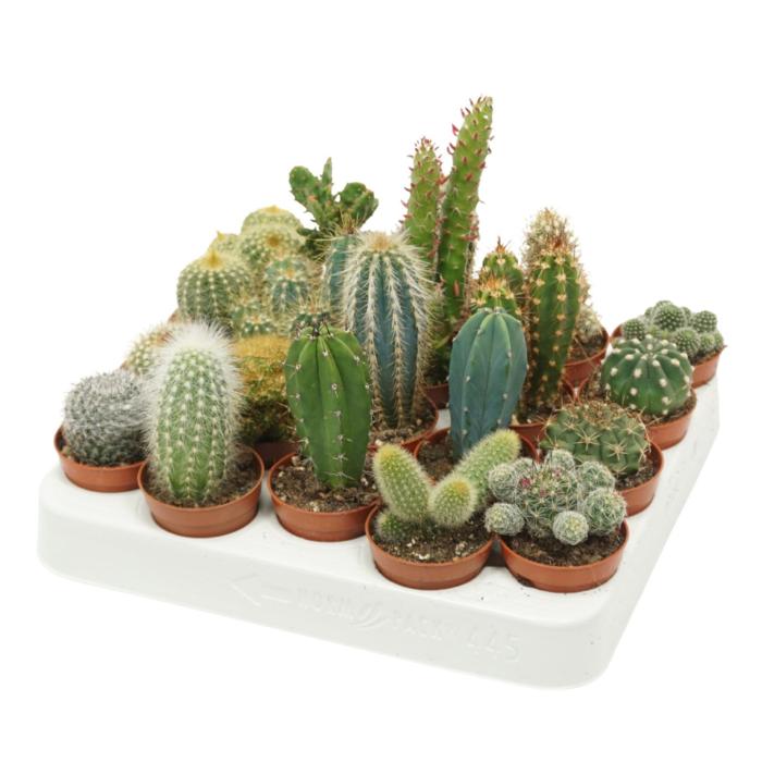 cactus-mix-essential