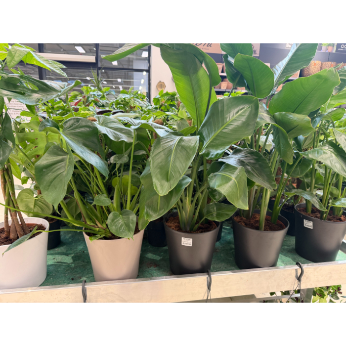 indoor-plants-mix-tw-in-ceramics