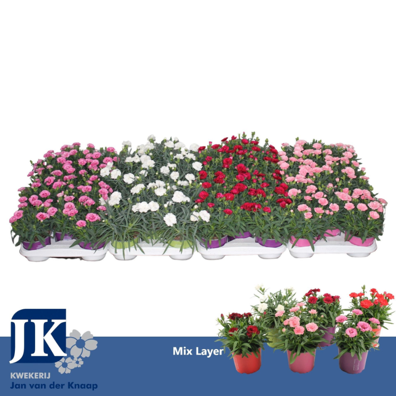 dianthus-mix
