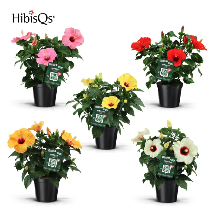 hibiscus-mix