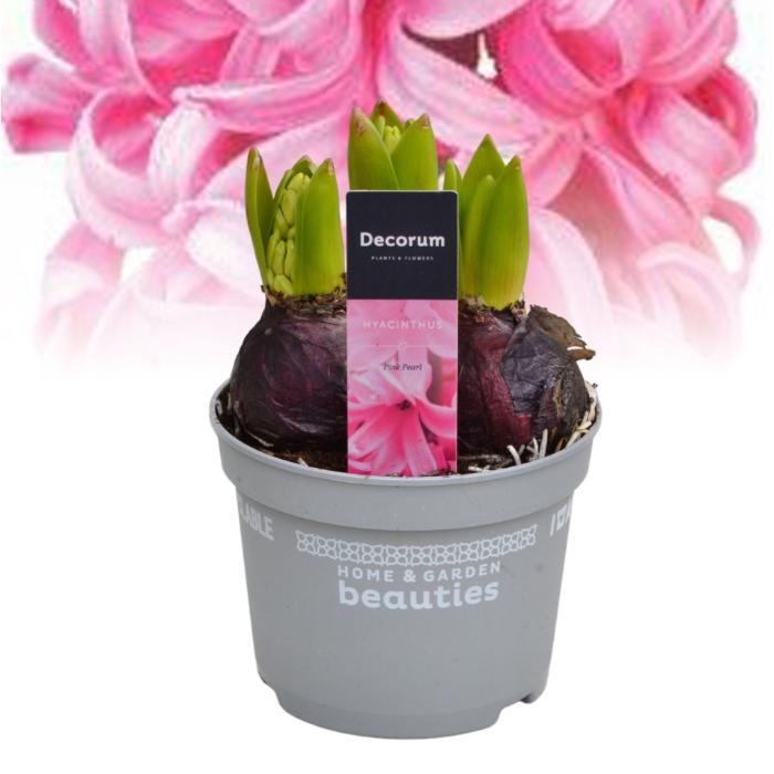 hyacinthus-pink-pearl-3pp