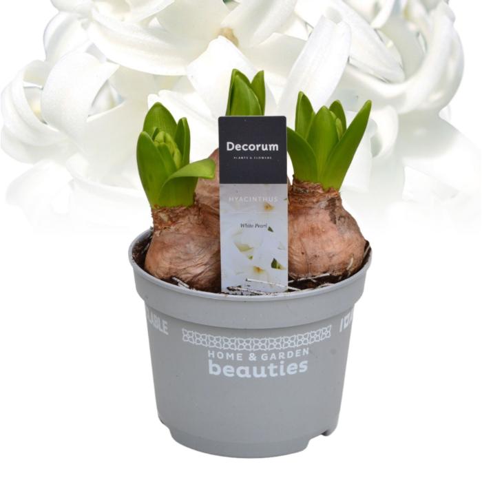 hyacinthus-white-pearl-3pp