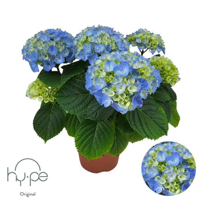 hydrangea-macr-blue-mophead-14cm