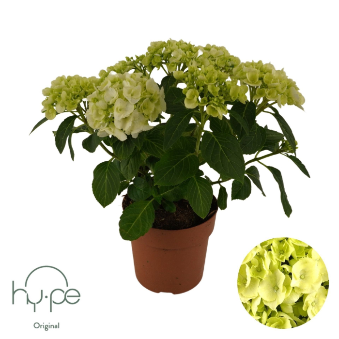 hydrangea-macr-white-14cm